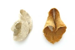 schrattenbergei-kirschbaumflechte_web