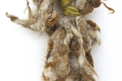 vicuna-guanaco-mata-negra_web