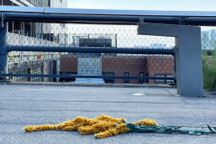 goldenrod-4x-detail-1