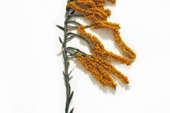 goldenrod_sculpture_detail_cc
