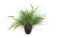 33_33cootershellwithgrasses