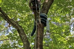 treetopping-arborist-3-sm