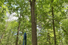 treetopping_arborist1_sm