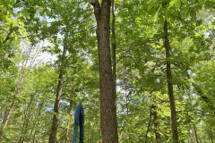treetopping_arborist1_sm
