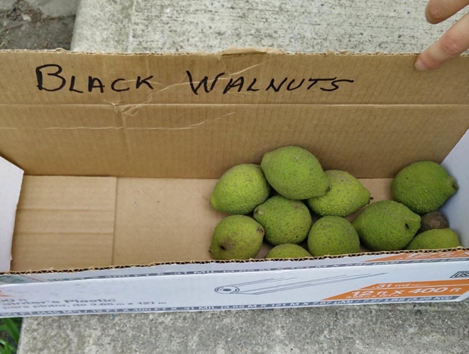 black-walnut-661x500.jpg
